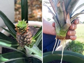 Como plantar abacaxi