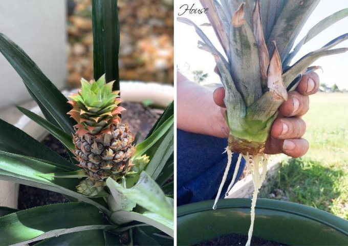 como germinar abacaxi em casa