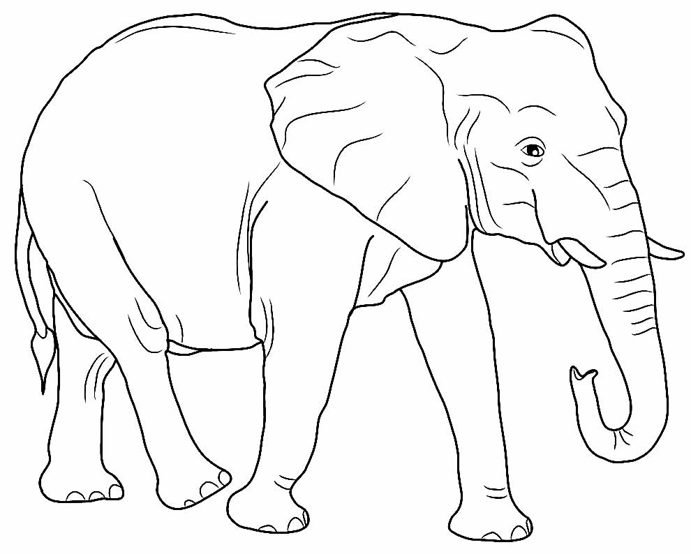 Desenho de Elefante para colorir