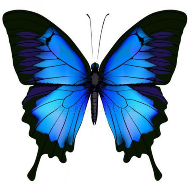 desenhos de borboleta colorida