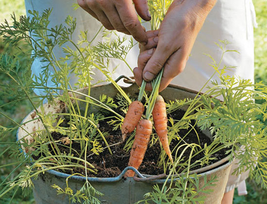 como plantar cenoura em vaso ou balde