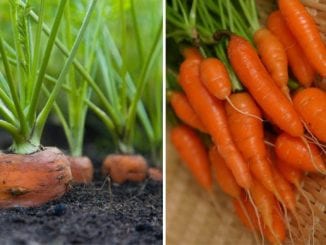 como plantar cenouras em casa