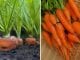 como plantar cenouras em casa
