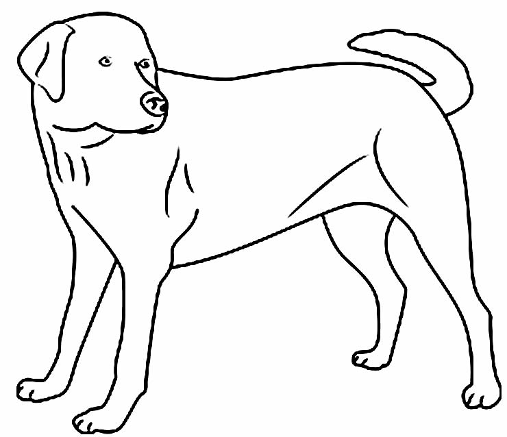 Imagem de cachorro para colorir e pintar