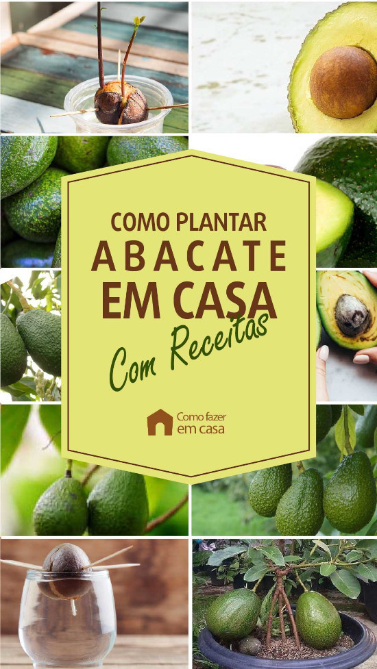 como plantar abacate em casa