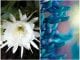 Flores raras e exóticas: 5 lindas plantas