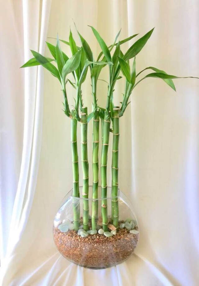 bambu da sorte como cuidar