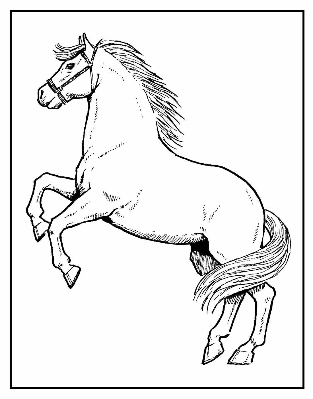 Página para colorir de Cavalo