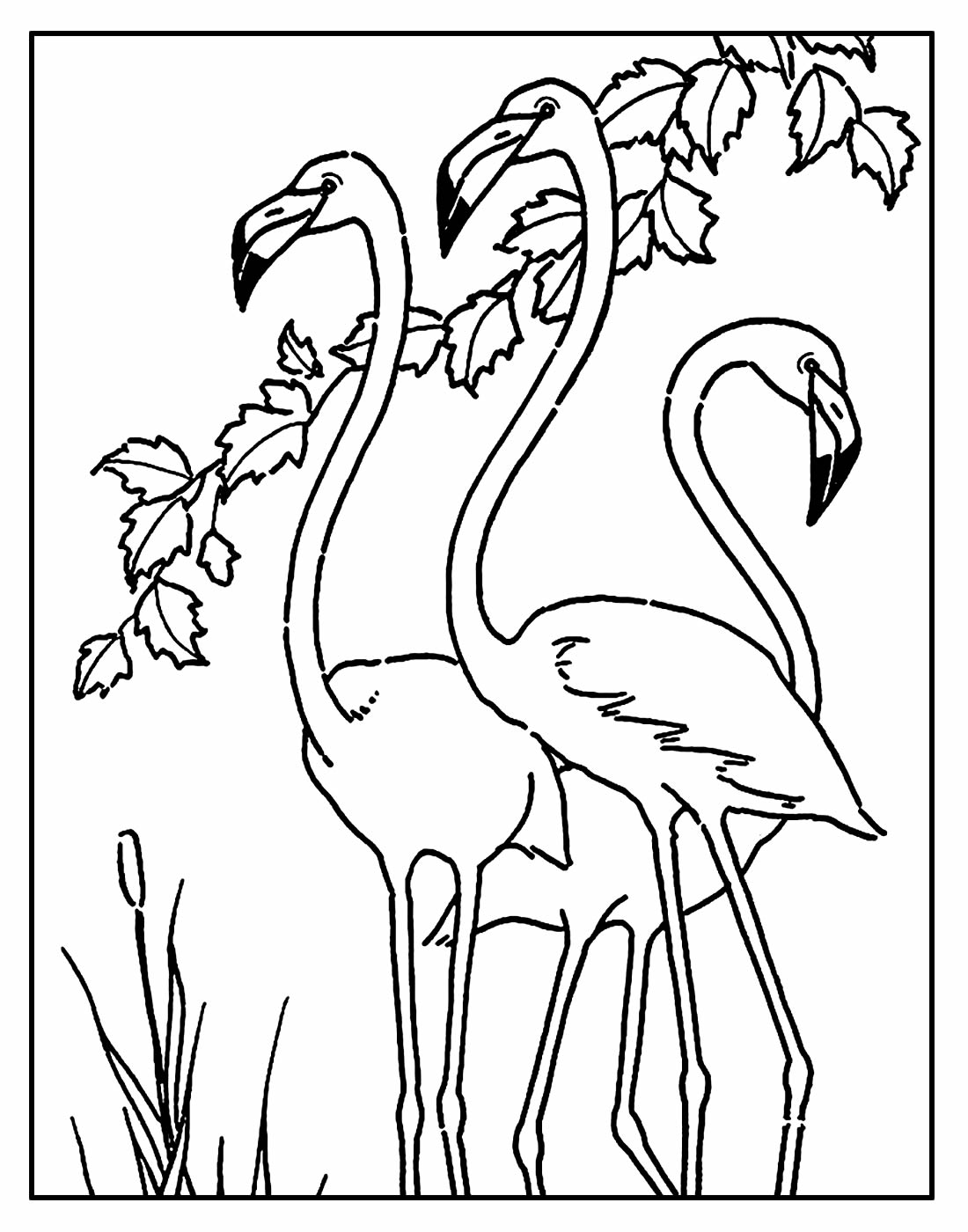 Desenho para colorir de Flamingos