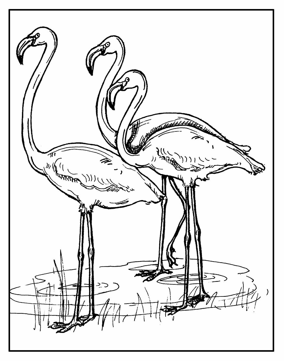 Desenho para colorir de Flamingo