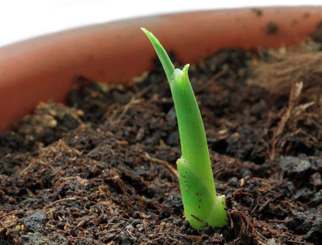 como plantar gengibre em casa (