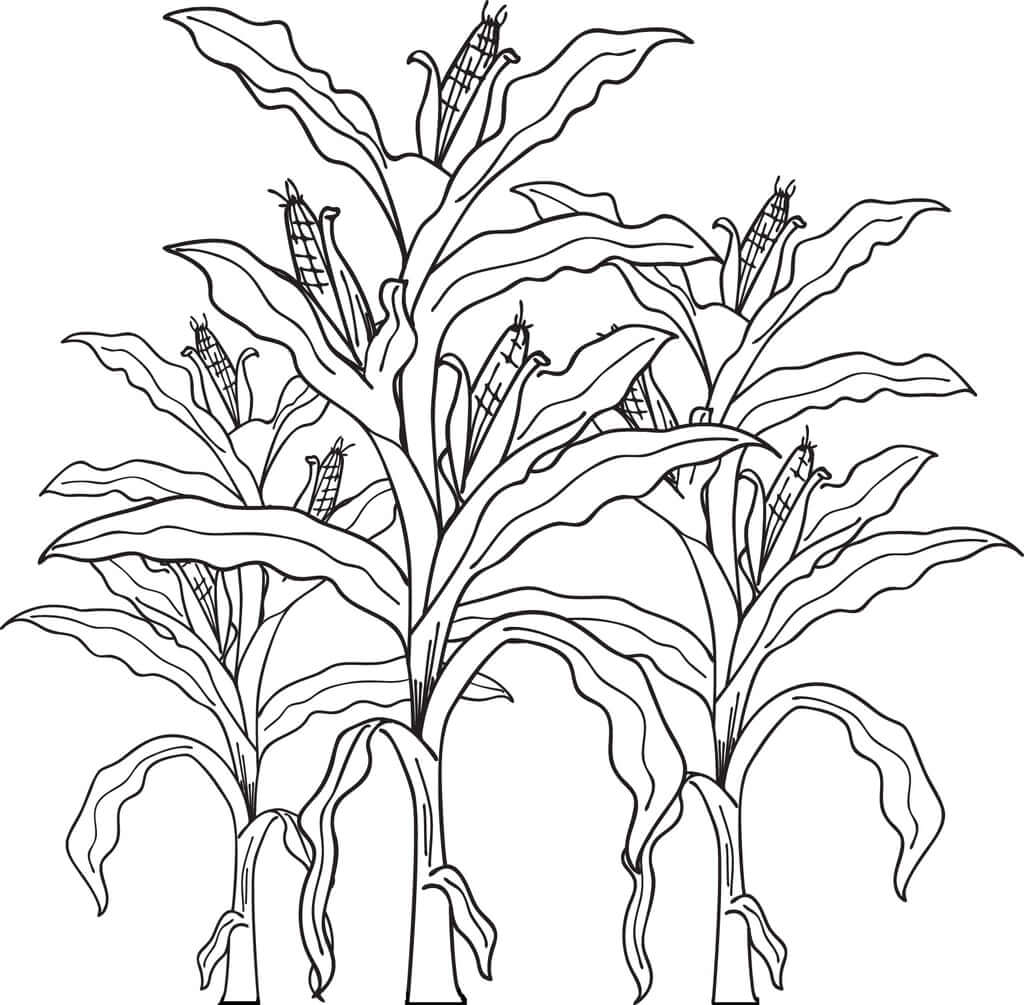 desenho de pé de milho