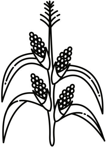 desenho de pé de milho