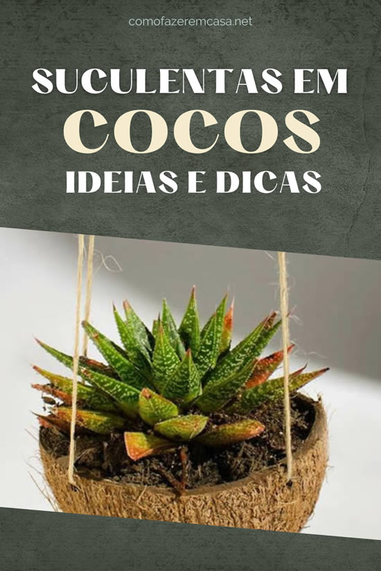 Como plantar suculentas em cocos