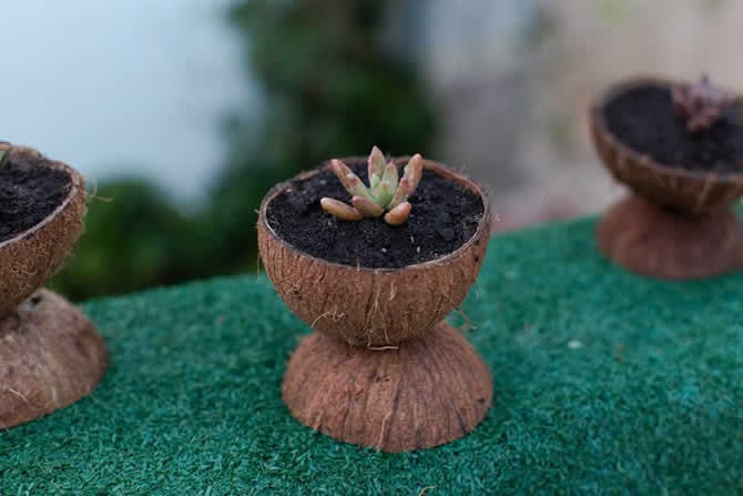 Vaso de Coco para Suculenta