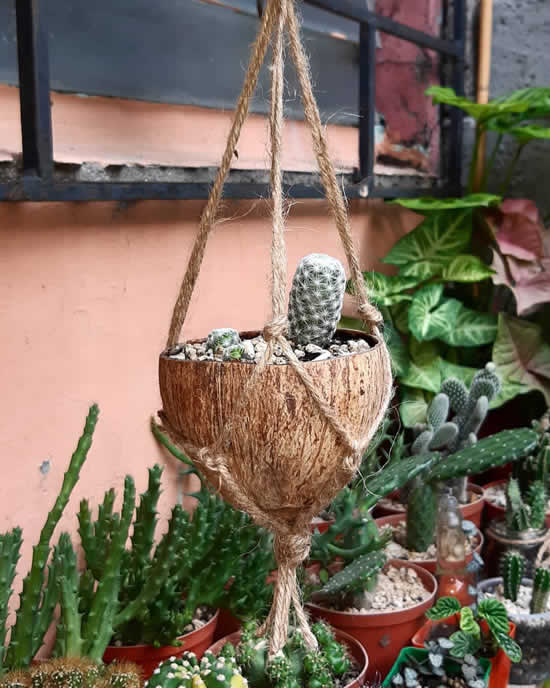 Vaso de Coco para Cactos
