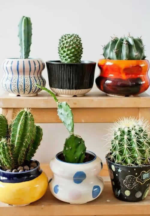 Decoração com Cactos
