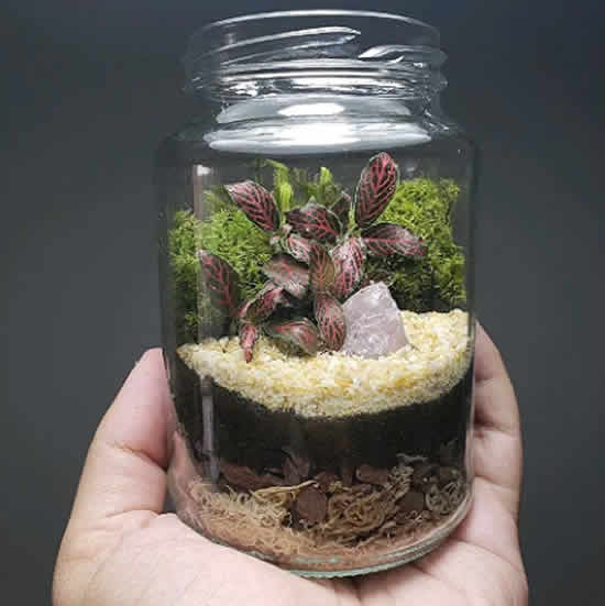 Terrário em Pote de Vidro