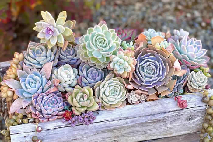 Suculentas Plantadas de Forma Criativa
