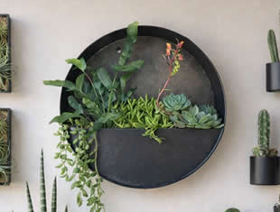 Decoração com Cactos para Parede de Apartamento