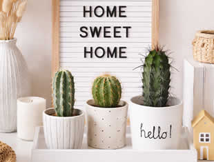 Decoração Linda com Cactos