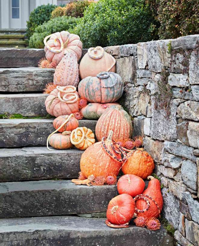 Abóboras para Decoração de Jardim
